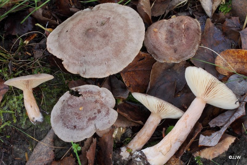 Lactarius glyciosmus